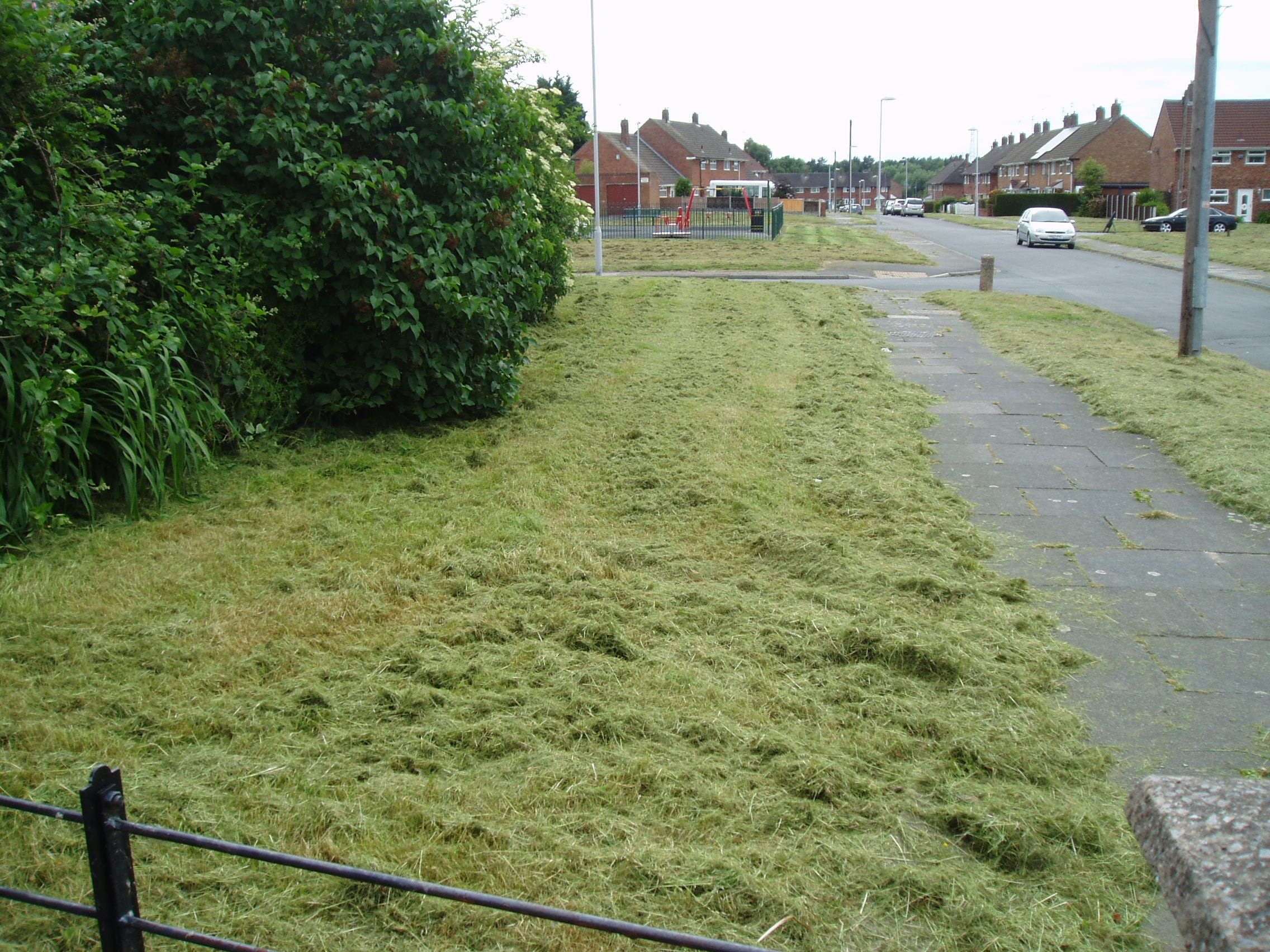 Attached picture GRASS 3.JPG
